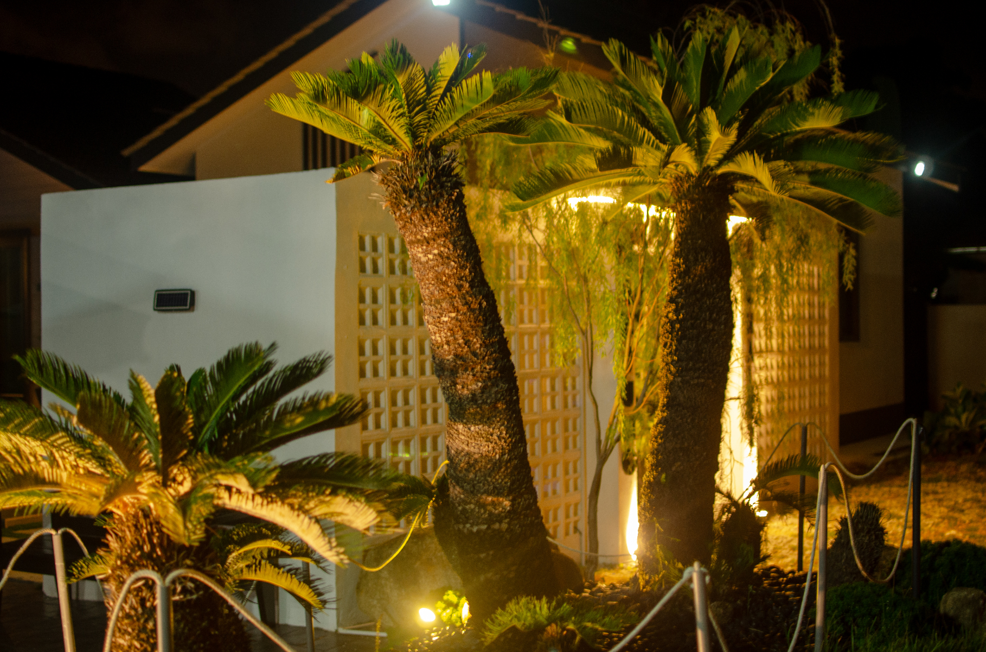 Garden palms at night